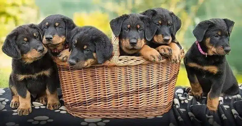 Elevage 2 chiot beauceron omegaa