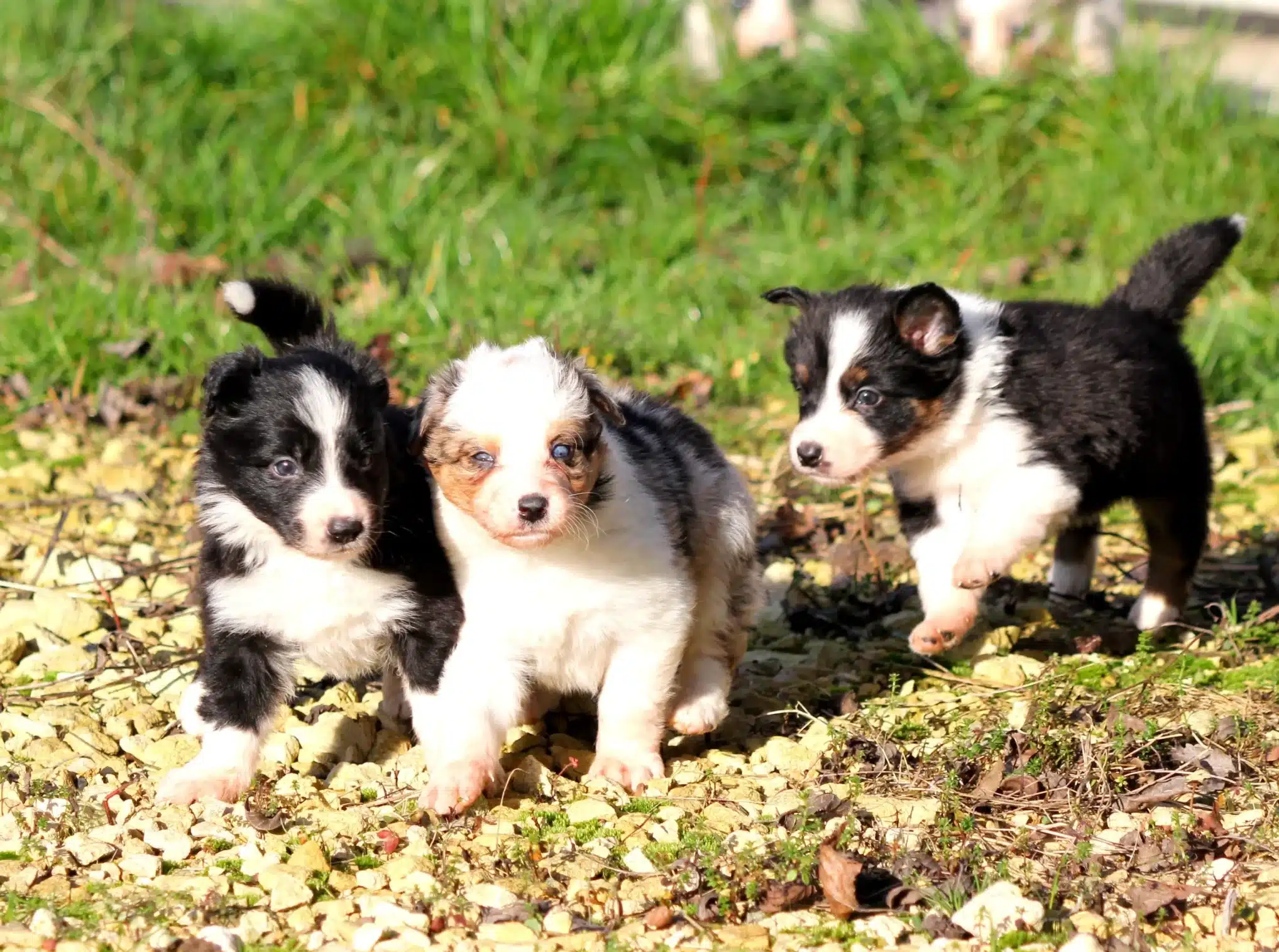 Eveil du chiot 1 eveil du chiot omegaa