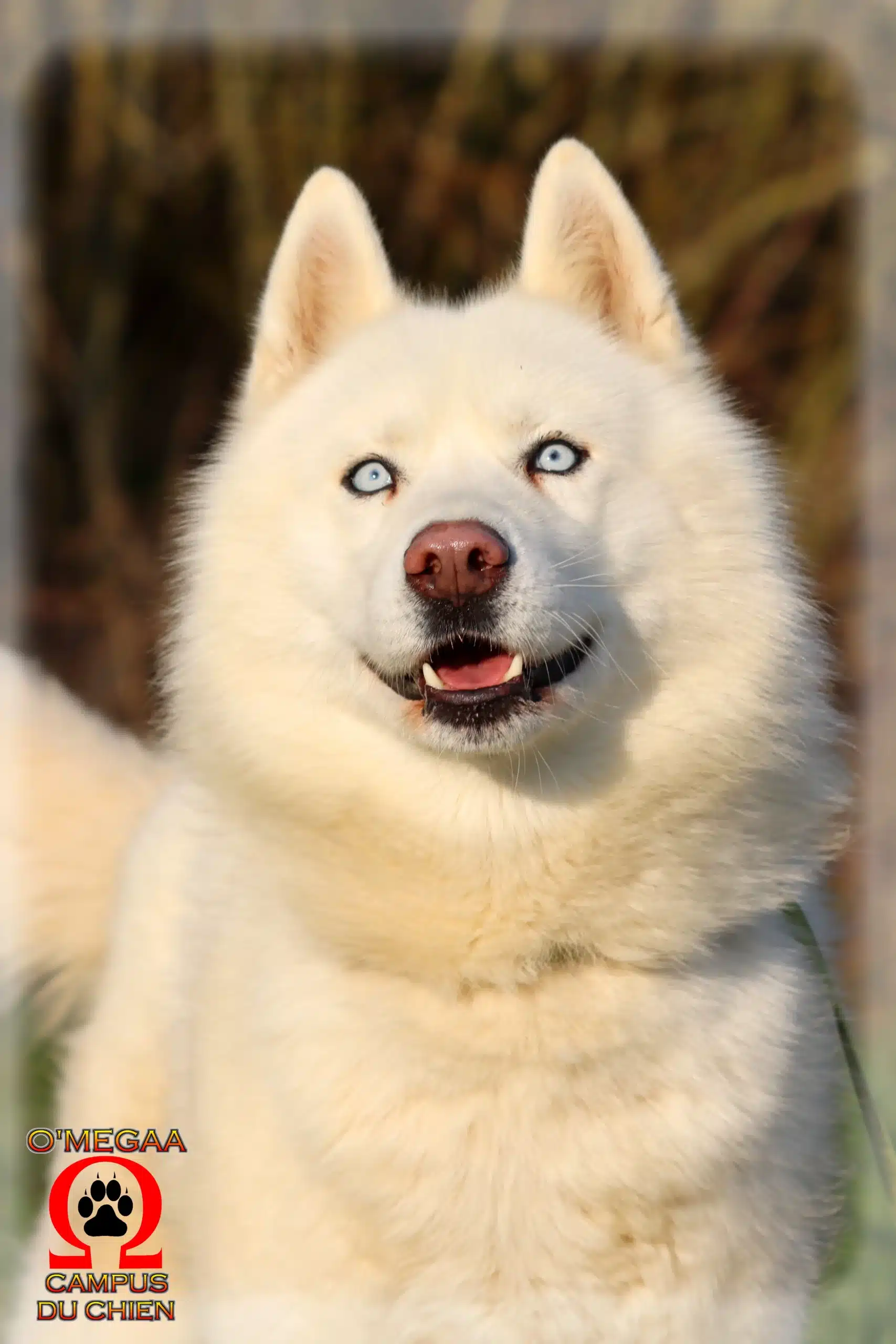 Formations 6 pension canine Omegaa